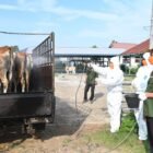 Satgas Penanganan PMK yang dipimpin oleh Kepala Bidang Peternakan dan Kesehatan Hewan Dinas Pertanian Aceh Besar Uzir S.Pt MSi melakukan desinfektan ternak di pasar hewan Cot Irie, Krueng Barona Jaya, Sabtu (11/01/2025). FOTO/MC ACEH BESAR