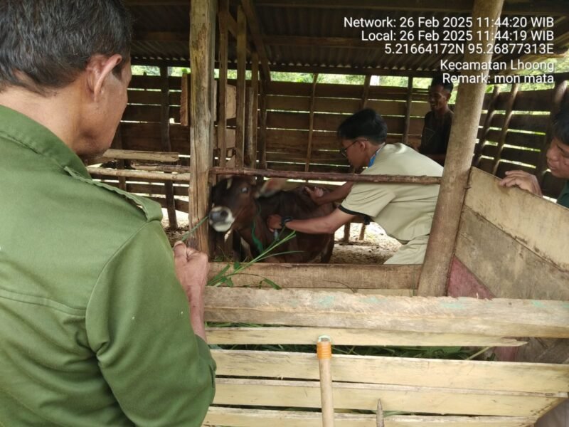 Satagas PMK menyuntikkan vaksin terhadap sapi milik masyarakat Kecamatan Kuta Baro, Kabupaten Aceh Besar, Rabu (26/2/2025). FOTO/ DOK MC ACEH BESAR