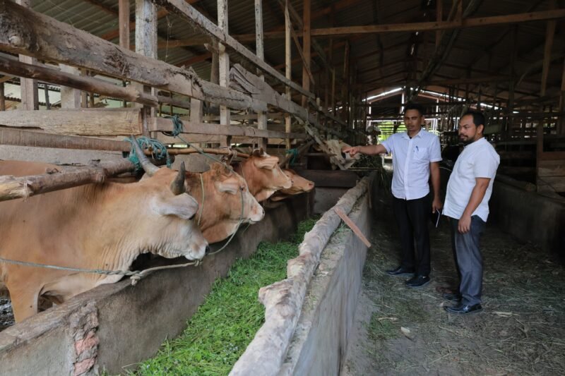 Kepala Bidang Peternakan Dinas Pertanian Aceh Besar Uzir SPt MSi, mengecek kesehatan sapi saat peninjauan di salah satu lokasi penggemukan sapi, Gampong Lampaseh Krueng, Kecamatan Montasik, Kabupaten Aceh Besar, Rabu (12/3/2025). FOTO/ MC ACEH BESAR