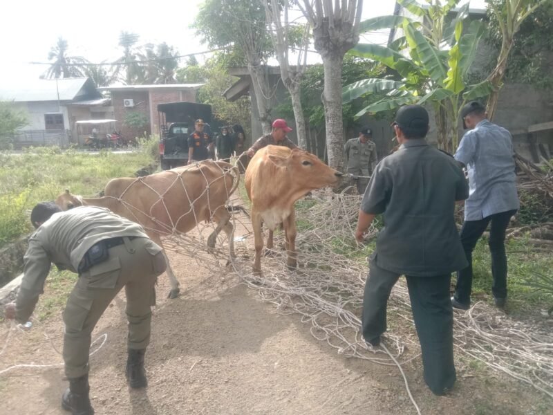 Petugas Satpol PP dan WH Aceh Besar berhasil mengamankan dua ekor sapi yang berkeliaran di jalan lintas Gampong Bayu, Kecamatan Darul Imarah, Kabupaten Aceh Besar, Jumat (23/5/2025) pagi. FOTO/ DOK MC ACEH BESAR