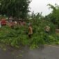 Personel BPBD Aceh Besar tangani pohon tumbang akibat angin kencang yang terjadi Sabtu 7/6/2025 (Foto: Dok BPBD Aceh Besar) 
