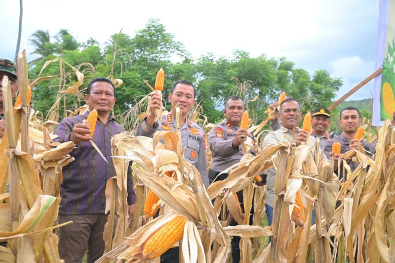 Staf Ahli Bupati Aceh Besar bidang Perekonomian, pembangunan dan keuangan Ir Makmun MT menghadiri dan mengikuti Panen Raya Nasional Jagung Serentak Kuartal II tahun 2025, di Kecamatan Masjid Raya, Aceh Besar, Kamis (5/6/2025). FOTO/MC ACEH BESAR