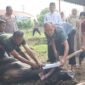 Polresta Banda Aceh Sembelih Hewan Kurban, Dibagikan Kepada Yang Berhak. Foto: Dok. Bidhumas Polresta Banda Aceh