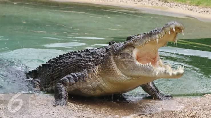 Ilustrasi Buaya. 