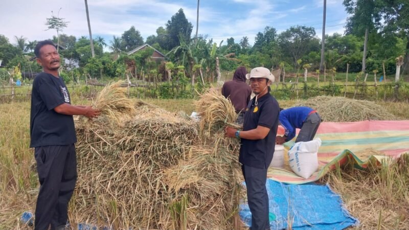 Petani sedang mengumpulkan gabah di Gampong Siem Kecamatan Darussalam, Kamis (31/07/2025). FOTO/MC ACEH BESAR