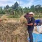 Petani sedang mengumpulkan gabah di Gampong Siem Kecamatan Darussalam, Kamis (31/07/2025). FOTO/MC ACEH BESAR