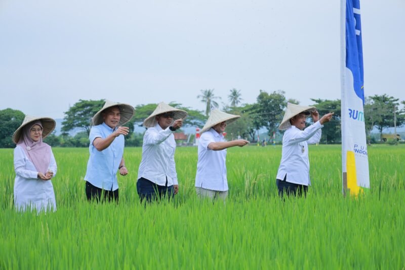 Wakil Bupati Aceh Besar Drs Syukri A Jalil bersama Wakil Gubernur Aceh menabur pupuk langsung ke sawah petani , di Gampong Aneuk Glee, Indrapuri, Aceh Besar, Sabtu (16/8/2025).FOTO/MC ACEH BESAR