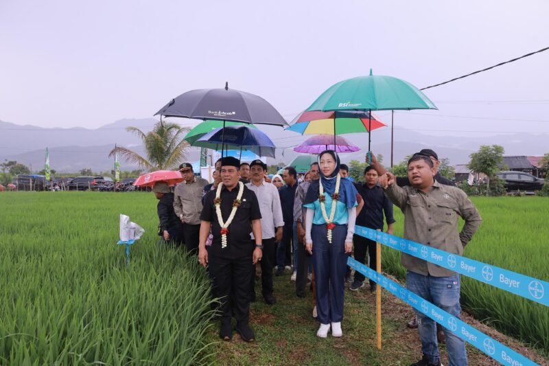 Bupati Aceh Besar H. Muharram Idris dan perwakilan PT. Bayer Indonesia melihat tanaman padi di Gampong Teureubeh, Kota Jantho, Aceh Besar, Kamis (21/8/2025). FOTO/MC  ACEH BESAR