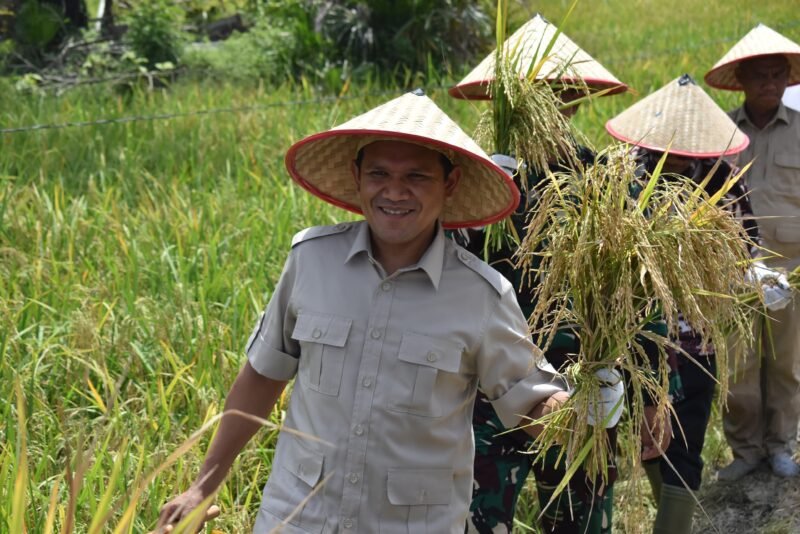 Wakil Gubernur Aceh, Fadhlullah, SE menghadiri kegiatan panen padi di Desa Air Masin, Kecamatan Seruway, Kabupaten Aceh Tamiang, Kamis 6/11/2025 (Foto:Dok.Biro Adpim Setda Aceh) 