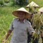 Wakil Gubernur Aceh, Fadhlullah, SE menghadiri kegiatan panen padi di Desa Air Masin, Kecamatan Seruway, Kabupaten Aceh Tamiang, Kamis 6/11/2025 (Foto:Dok.Biro Adpim Setda Aceh) 