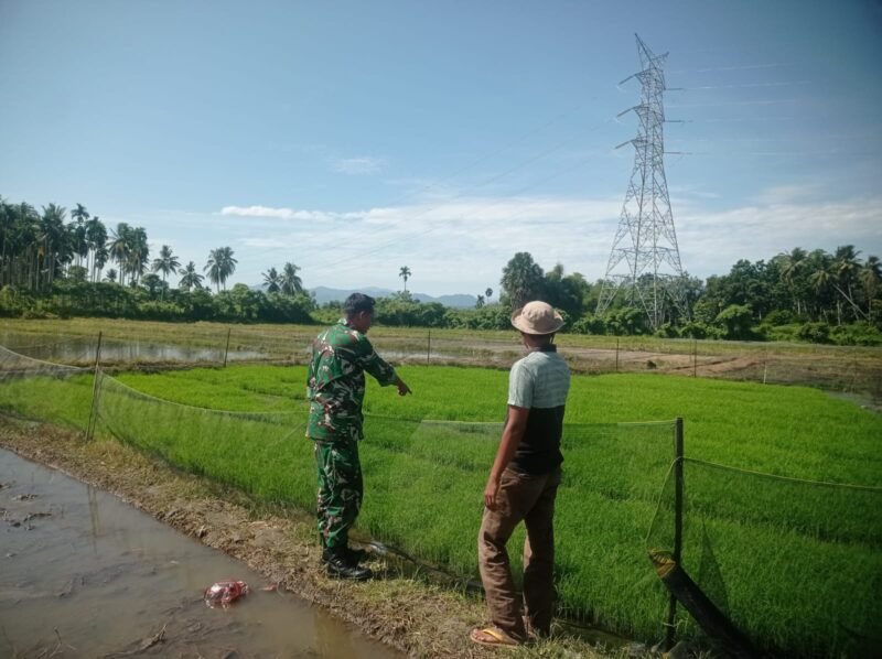 Babinsa Koramil 01/Seulimeum Sertu Hermanto meninjau bibit padi bersama petani di Desa Bak Setui, Kecamatan Seulimeum, Aceh Besar, dalam rangka memastikan kesiapan musim tanam dan mendukung ketahanan pangan, Selasa (20/1/2026).