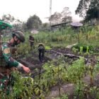 Personel Satgas Yonif 112/DJ Pos Tinggi Nambut bersama warga Distrik Tinggi Nambut mengolah lahan pertanian sebagai upaya mendukung Program Ketahanan Pangan Nasional di Papua Tengah.(22/01/2026)