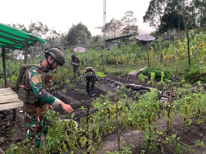 Personel Satgas Yonif 112/DJ Pos Tinggi Nambut bersama warga Distrik Tinggi Nambut mengolah lahan pertanian sebagai upaya mendukung Program Ketahanan Pangan Nasional di Papua Tengah.(22/01/2026)