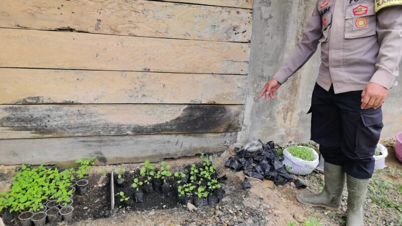 Bhabinkamtibmas Polsek Simpang Kiri memantau pertumbuhan tanaman di lahan lumpur sisa banjir di Kampung Selamat, Aceh Tamiang. Tanaman tampak tumbuh subur sebagai hasil inovasi pemanfaatan lumpur banjir menjadi media tanam produktif.(26/01/2026).