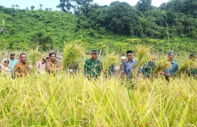 Sekretaris Daerah Kota Sabang Andri Nourman bersama Komandan Kodim 0112/Sabang Letkol Kav. Edi Purwanto dan para petani melaksanakan panen perdana padi gogo di lahan ketahanan pangan BUMDes Mandiri Gampong Bateeshoek, Kota Sabang, Kamis (15/1/2026).