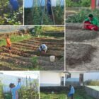 Warga binaan Lapas Kelas III Labuha mengikuti pembinaan kemandirian bidang pertanian dengan melakukan perawatan tanaman hortikultura di kebun dalam lapas, Rabu (28/1/2026).