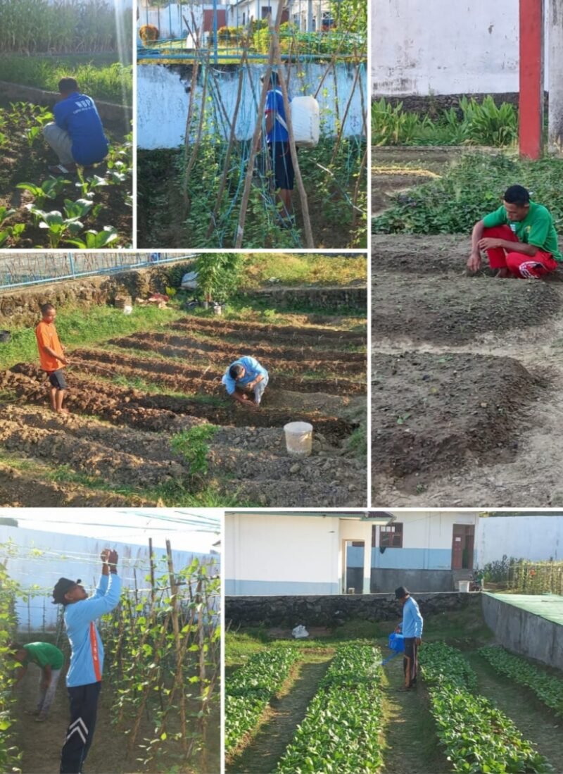 Warga binaan Lapas Kelas III Labuha mengikuti pembinaan kemandirian bidang pertanian dengan melakukan perawatan tanaman hortikultura di kebun dalam lapas, Rabu (28/1/2026).