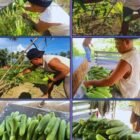 Warga Binaan Pemasyarakatan (WBP) Lapas Kelas IIB Jailolo didampingi petugas saat melaksanakan panen timun sebagai bagian dari program pembinaan kemandirian untuk mendukung ketahanan pangan, Selasa (27/1/2026).