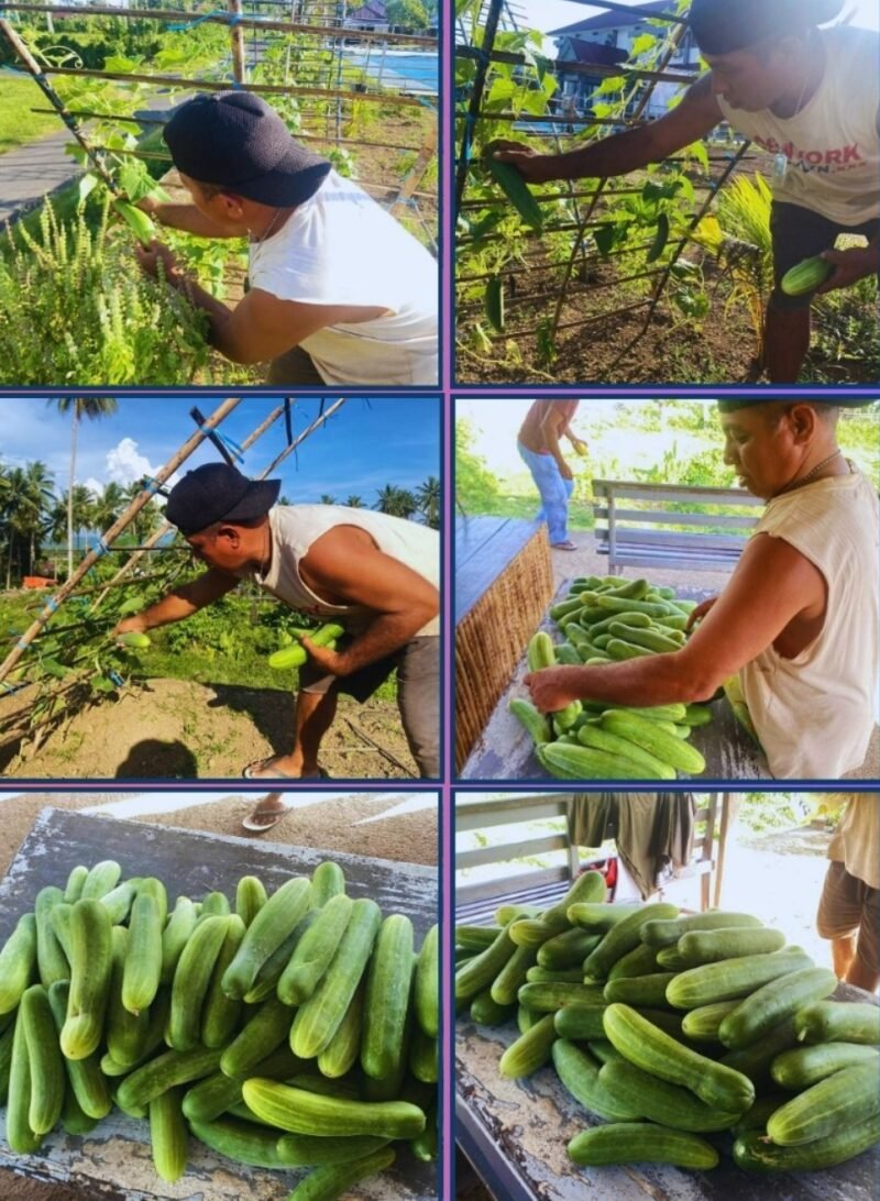 Warga Binaan Pemasyarakatan (WBP) Lapas Kelas IIB Jailolo didampingi petugas saat melaksanakan panen timun sebagai bagian dari program pembinaan kemandirian untuk mendukung ketahanan pangan, Selasa (27/1/2026).