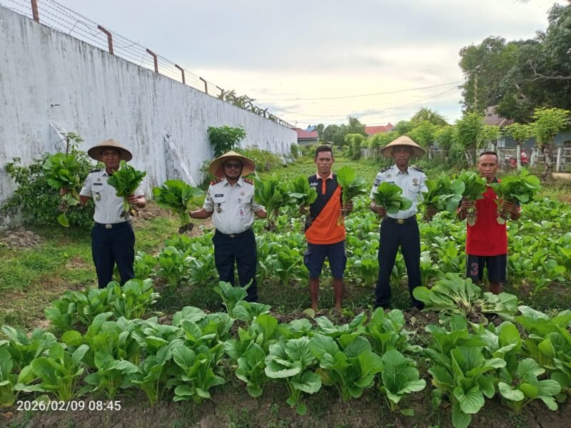 Kepala Lapas Sanana David Lekatompessy bersama jajaran memimpin kegiatan panen tanaman sawi di lahan pertanian Lapas Sanana, Senin (9/2/2026),