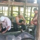 Proses penyembelihan dan pembagian daging meugang bantuan Presiden Prabowo Subianto kepada masyarakat di Kecamatan Singkil, Kabupaten Aceh Singkil, menjelang Ramadan 1447 Hijriah.(18/2/2026)