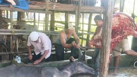 Proses penyembelihan dan pembagian daging meugang bantuan Presiden Prabowo Subianto kepada masyarakat di Kecamatan Singkil, Kabupaten Aceh Singkil, menjelang Ramadan 1447 Hijriah.(18/2/2026)