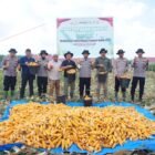 Kapolres Lhokseumawe bersama unsur Dinas Pertanian, BPS, dan manajemen PT Satya Agung melakukan panen raya jagung di lahan seluas 5 hektar di Kecamatan Simpang Keuramat, Aceh Utara, sebagai dukungan terhadap program ketahanan pangan nasional.(21/2/2026)