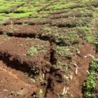 Kondisi lahan di kawasan Pangalengan yang dialihfungsikan dari kebun teh milik PTPN menjadi pertanian kentang di area lereng, memicu kekhawatiran akan meningkatnya risiko tanah longsor.(16/2/2026).