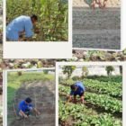 Sebanyak 23 warga binaan Lapas Kelas III Labuha mengikuti pembinaan kemandirian bidang pertanian dengan melakukan perawatan tanaman pakcoy, selada, buncis, dan sawi di area kebun dalam lapas, Senin (16/2/2026).