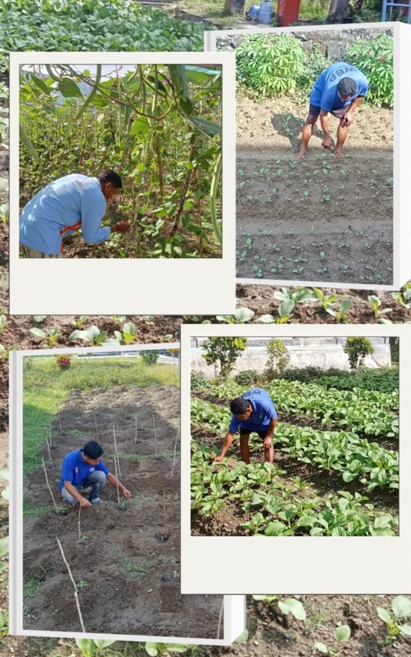 Sebanyak 23 warga binaan Lapas Kelas III Labuha mengikuti pembinaan kemandirian bidang pertanian dengan melakukan perawatan tanaman pakcoy, selada, buncis, dan sawi di area kebun dalam lapas, Senin (16/2/2026).