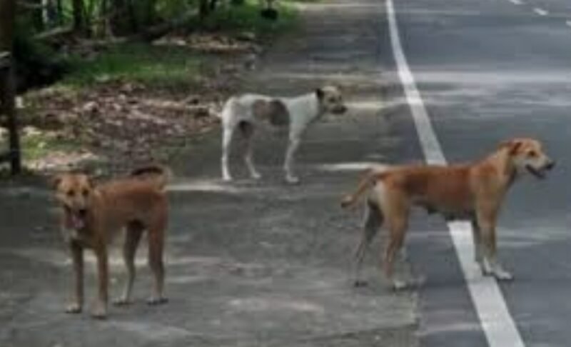 Anggota DPRK Banda Aceh Tuanku Muhammad meminta pemerintah kota segera menertibkan anjing liar yang meresahkan warga, terutama menjelang Ramadhan.(19/2/2026).