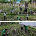 Warga Binaan Pemasyarakatan Lapas Kelas IIB Tobelo melakukan perawatan dan penyiraman tanaman pada program pembinaan kemandirian di kebun luar lapas, Jumat (27/2/2026). Kegiatan ini bertujuan meningkatkan keterampilan kerja sekaligus menjaga kualitas tanaman hingga masa panen.