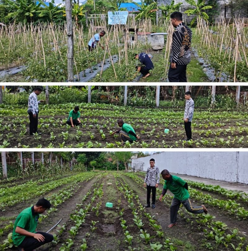 Warga Binaan Pemasyarakatan Lapas Kelas IIB Tobelo melakukan perawatan dan penyiraman tanaman pada program pembinaan kemandirian di kebun luar lapas, Jumat (27/2/2026). Kegiatan ini bertujuan meningkatkan keterampilan kerja sekaligus menjaga kualitas tanaman hingga masa panen.