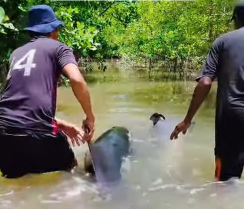 Warga mengevakuasi dua ekor lumba-lumba yang terjebak di tambak di Aceh Tamiang sebelum dilepaskan kembali ke laut lepas. Aksi gotong royong masyarakat ini mendapat apresiasi karena menunjukkan kepedulian terhadap kelestarian satwa laut.(7/3/2026)