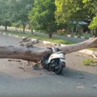 Personel BPBD Aceh Besar Pos Induk Sibreh menggunakan gergaji mesin (chainsaw) saat memotong batang pohon yang tumbang di Jalan Bandara SIM, Gampong Gani, Kecamatan Ingin Jaya, Minggu (22/3/2026). 