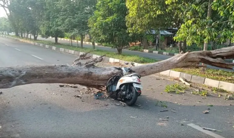 Personel BPBD Aceh Besar Pos Induk Sibreh menggunakan gergaji mesin (chainsaw) saat memotong batang pohon yang tumbang di Jalan Bandara SIM, Gampong Gani, Kecamatan Ingin Jaya, Minggu (22/3/2026).