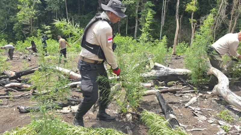 Kapolda Aceh, Irjen Pol. Marzuki Ali Basyah (tengah), memimpin langsung pemusnahan ladang ganja seluas tiga hektare di Desa Lampanah, Kecamatan Seulimum, Aceh Besar, Rabu (29/4/2026).