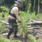 Kapolda Aceh, Irjen Pol. Marzuki Ali Basyah (tengah), memimpin langsung pemusnahan ladang ganja seluas tiga hektare di Desa Lampanah, Kecamatan Seulimum, Aceh Besar, Rabu (29/4/2026).
