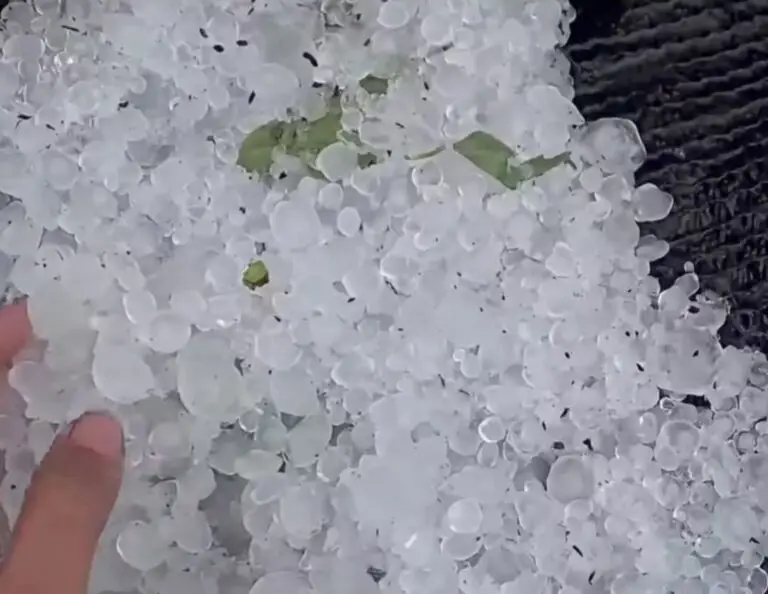 Butiran es menyelimuti pekarangan rumah warga di Kecamatan Atu Lintang, Aceh Tengah, Sabtu (4/4/2026). Fenomena hujan es yang jarang terjadi ini sempat mengejutkan warga setempat dan menjadi perbincangan di media sosial.