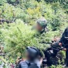 Personel Satgas gabungan TNI-Polri saat menunjukkan barang bukti tanaman ganja yang ditemukan di wilayah pedalaman Kabupaten Pegunungan Bintang, Papua Pegunungan, Sabtu (11/04/2026).