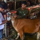 Petugas dari Dinas Peternakan Aceh saat melakukan pemeriksaan fisik dan kelayakan hewan ternak di lapangan. Dinas Peternakan Aceh memastikan seluruh pasokan hewan kurban untuk meugang dan Iduladha 1447 H dalam kondisi sehat, mencukupi, dan memiliki Surat Keterangan Kesehatan Hewan (SKKH).