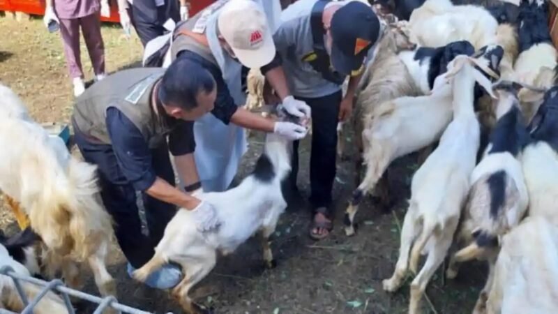 Petugas Dinas Peternakan Aceh saat melakukan pemeriksaan fisik dan kesehatan pada hewan ternak warga. Dinas Peternakan Aceh memastikan ketersediaan hewan ternak untuk kebutuhan meugang dan Iduladha 1447 H di seluruh kabupaten/kota dalam kondisi aman, sehat, dan mencukupi.