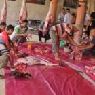 Sejumlah warga dan panitia bahu-membahu memotong dan mengemas daging qurban di Meunasah Gampong Keulilee, Kecamatan Nibong, Aceh Utara, Rabu (27/5/2026).