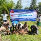 Perwakilan lembaga kemanusiaan asal Turkiye, Turkiye Diyanet Vakfi (TDV), bersama pengurus Dayah Irsyadul Abidin Al-Amiriyah memantau langsung kondisi dan prosesi penyembelihan 100 ekor sapi kurban di Gampong Cot Malem, Blang Bintang, Aceh Besar, Jumat (29/5/2026).