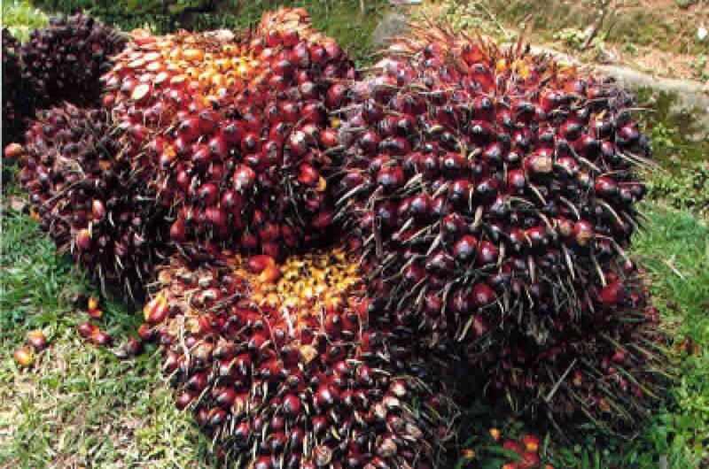 Harga TBS sawit petani Aceh anjlok dalam beberapa hari terakhir pasca wacana pemerintah kelola ekspor SDA lewat BUMN, Minggu 24/05/2026.