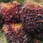 Harga TBS sawit petani Aceh anjlok dalam beberapa hari terakhir pasca wacana pemerintah kelola ekspor SDA lewat BUMN, Minggu 24/05/2026.