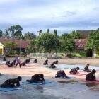Suasana pelaksanaan ujian tulis semester bagi puluhan Askar Academy Silet Nanggroe Atjeh Darussalam (ASNAD) di wilayah MTsN 4 Aceh Besar.