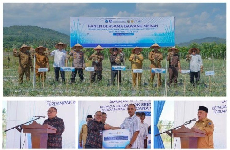 Panen perdana bawang merah di Desa Meunasah Teungoh, Kec. Meurah Dua, Pidie Jaya, Selasa 7/7/2026.