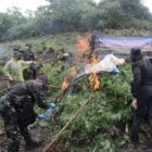 Kodim 0101/Kota Banda Aceh memusnahkan ladang ganja seluas 2,5 hektar di pegunungan Desa Mureu Bueng Ue, Indrapuri, Aceh Besar pada Sabtu 4 Juli 2026. 