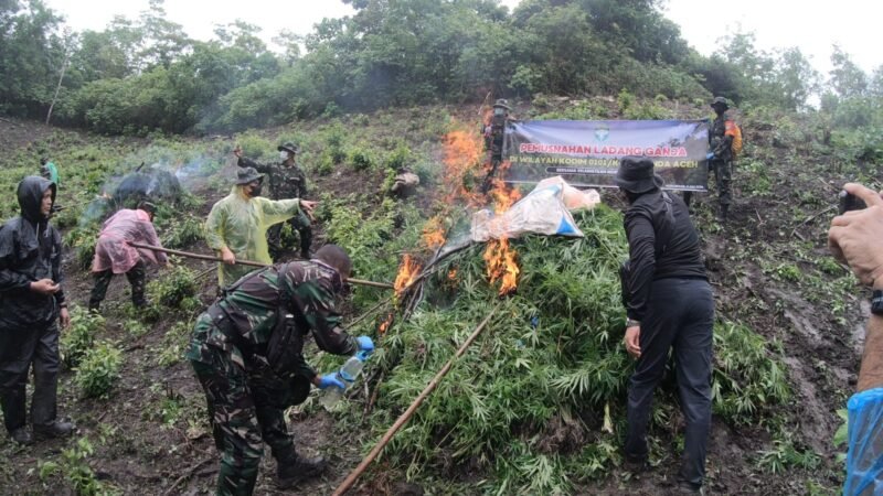 Kodim 0101/Kota Banda Aceh memusnahkan ladang ganja seluas 2,5 hektar di pegunungan Desa Mureu Bueng Ue, Indrapuri, Aceh Besar pada Sabtu 4 Juli 2026. 